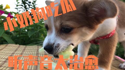 狗可以吃的瓜,盘点那些狗狗可以吃的瓜类美味