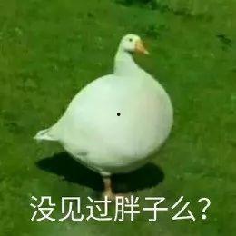 网红欠揍鸭,揭秘网络红人的争议与反思
